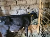 सांड, मवेशी — फ़ोटो 3
