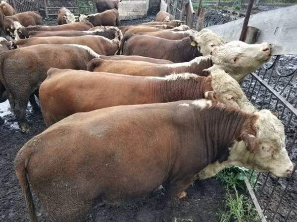 सांड, कजाख़स्तानी सफेद सिर वाली गाय