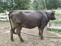 Kuh, Alatau-Rasse — Foto 3