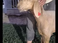 Schaf, Arashan sheep — Foto 4