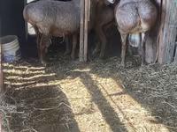 Widder, Arashan sheep — Foto 3