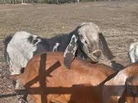 تيس, Nubian Goat — الصورة 1