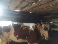 Kuh, Holstein-Rasse — Foto 5
