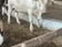 Bulle, Simmental cattle — Foto 7