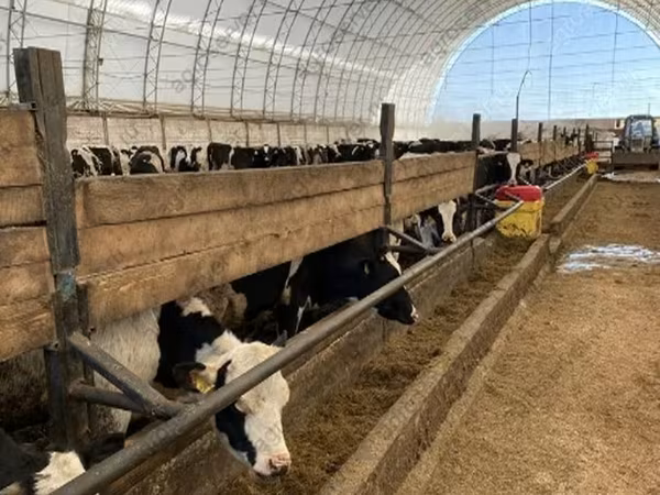 Kuh, Holstein-Rasse