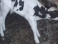 Bulle, Holstein-Rasse — Foto 1