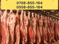 ثور, الماشية — الصورة 1