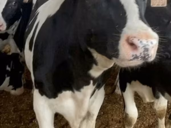 Vaca, Raza Holstein
