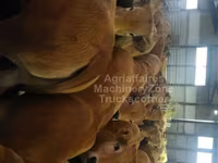 गाय, Aubrac cattle — फ़ोटो 2