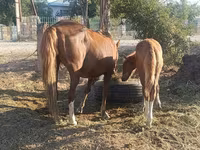 Yegua, Caballos — foto 4