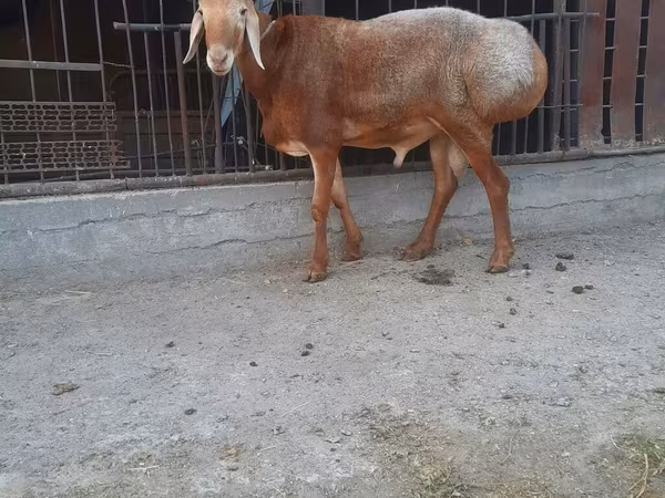 Widder, Saryarka sheep