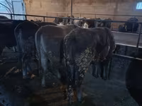 Kuh, Swiss cattle — Foto 7