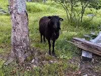 Widder, Romanov sheep — Foto 1