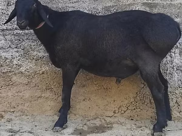 Ziegenbock, Ziegen