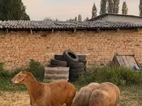 Widder, Hissar sheep — Foto 2