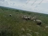 Widder, Merino sheep — Foto 5