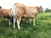 Vaca, Raza de vaca — foto 5