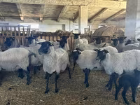 भेड़, Romanov sheep — फ़ोटो 1