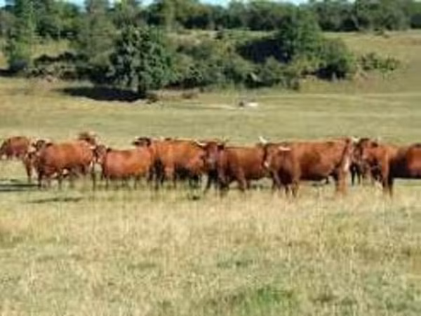 Kuh, Salers cattle