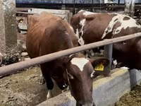 Vaca, Simmental cattle — foto 2