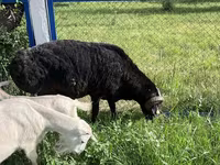 Ziegenbock, Ziegen — Foto 3
