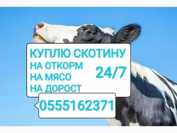 Бык, Коровы — Кыргызстан