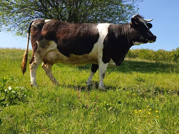 Bulle, Holstein-Rasse