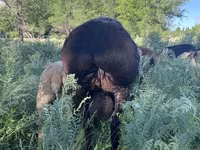 Ziegenbock, Ziegen — Foto 5