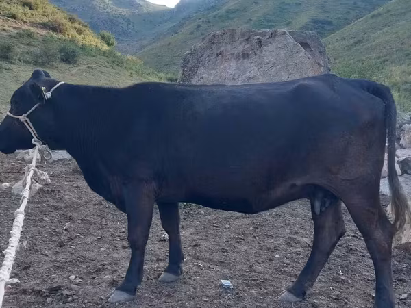 Kuh, Rinder — Kirgisistan