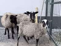 كبش, Hissar sheep — الصورة 2