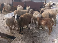 Oveja, Romanov sheep — foto 3