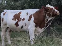 Kuh, Simmental cattle — Foto 1