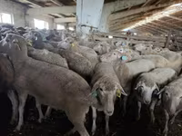 भेड़, Kuibyshev sheep — फ़ोटो 1