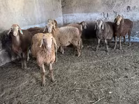 Oveja, Ovejas — foto 1