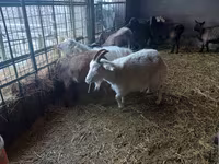 Ziege, Alpine goat — Foto 1
