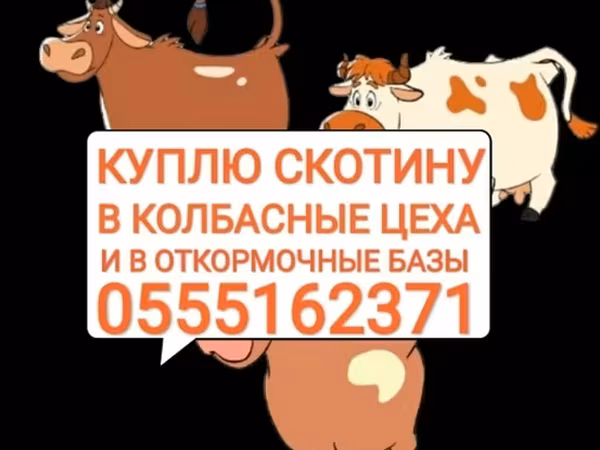 Бык, Коровы — Кыргызстан