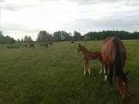 Stute, Trakehner — Foto 5