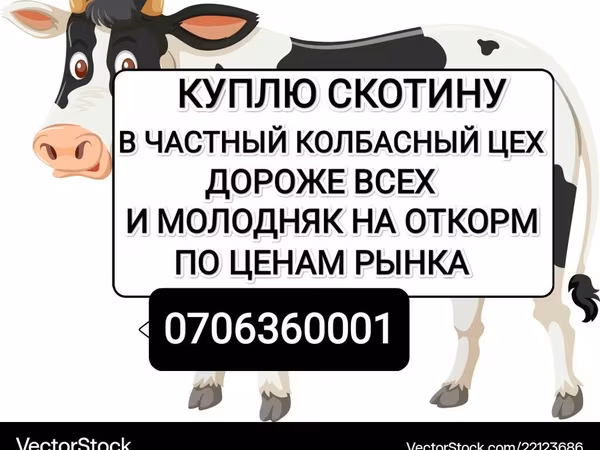 Бык, Коровы — Кыргызстан