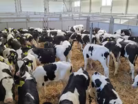 Toro, Raza Holstein — foto 3