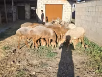 मेढ़ा, Hissar sheep — फ़ोटो 5