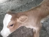Kuh, Swiss cattle — Foto 4