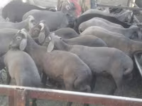 Carnero, Arabi sheep — foto 1