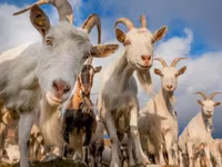 母山羊, Goats — 照片 1