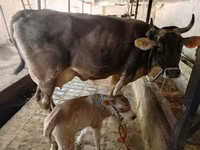 Vaca, Swiss cattle — foto 5
