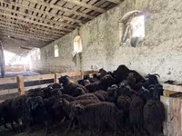 Ram, Precoce sheep — photo 2
