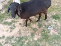 كبش, الأغنام — الصورة 3