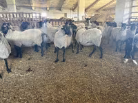 भेड़, Romanov sheep — फ़ोटो 2