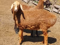 نعجة, Arashan sheep — الصورة 4