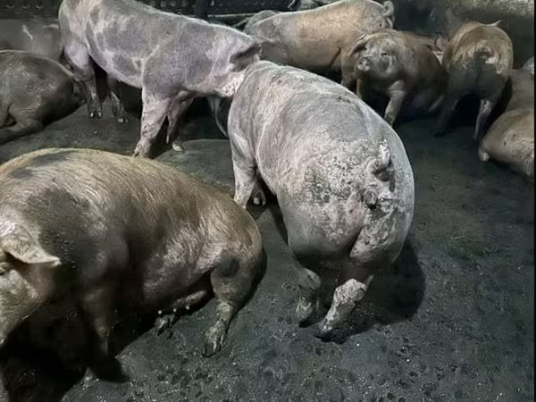 Свиноматка, Свиньи