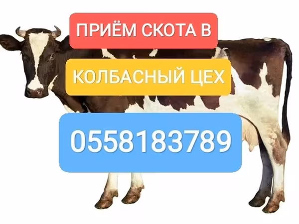 Бык, Голштинская порода